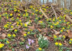 Winterlinge Die Gelbe Pracht In Jena 00009
